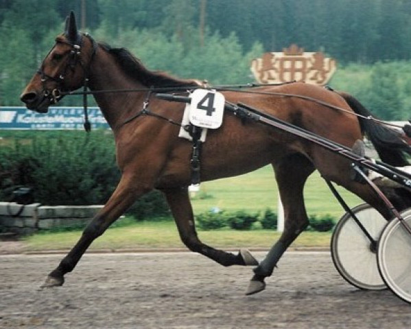 Zuchtstute Lovely Kemp 97-1004 (Amerikanischer Traber, 1997, von Express Ride B-4323 (US))