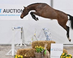 jumper CONQUEST ZOETENDAELE Z (Zangersheide riding horse, 2018, from Cornet Obolensky)