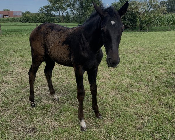 horse Chloé la plus belle FW (Westphalian, 2021, from Cornet de Semilly)