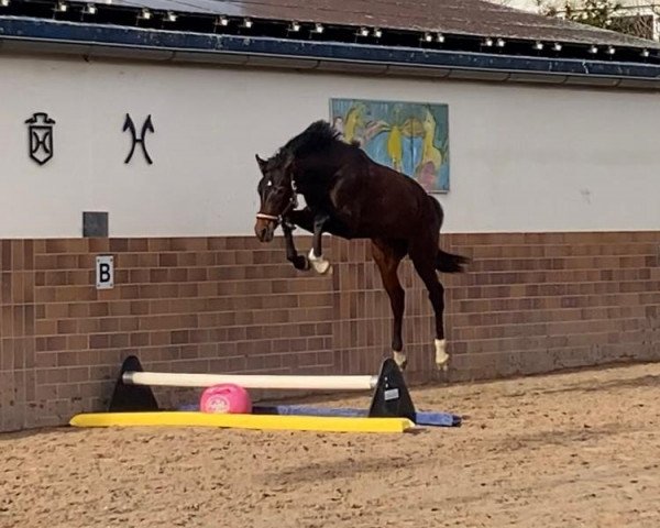 horse Cambridge (Holsteiner, 2021, from Chubakko)