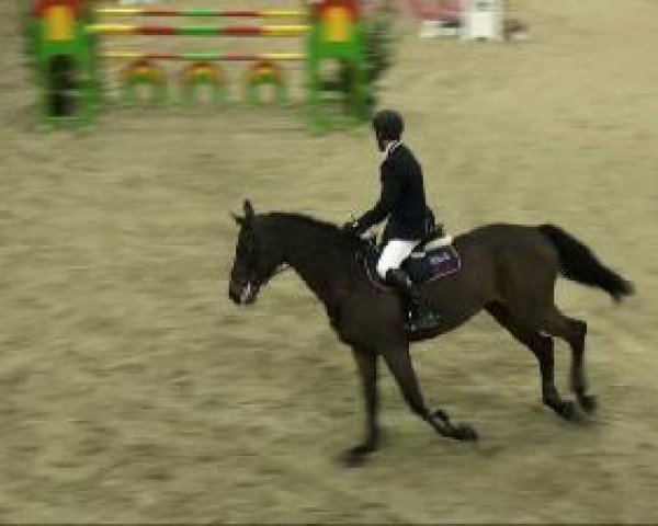 Springpferd Corona (Holsteiner, 1997, von Contender)
