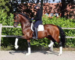 stallion For Kingdom (Oldenburg, 2018, from For Emotion 6)
