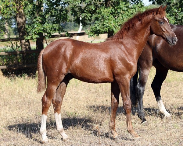 horse Hengst von For Kingdom / Diamond Hit (Oldenburg, 2022, from For Kingdom)