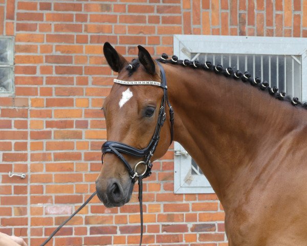 dressage horse Quibaldi Brestige (Oldenburg, 2018, from Quantensprung 3) dressage horse Quibaldi Brestige (Oldenburg, 2018, from Quantensprung 3)