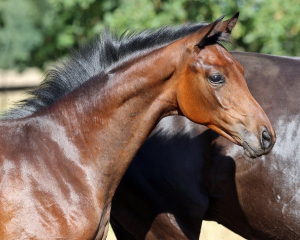 horse Hengst von For Kingdom / Donnerball (Oldenburg, 2022, from For Kingdom)
