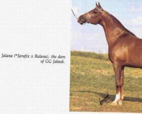 broodmare Jalana ox (Arabian purebred, 1967, from Serafix ox) broodmare Jalana ox (Arabian purebred, 1967, from Serafix ox)