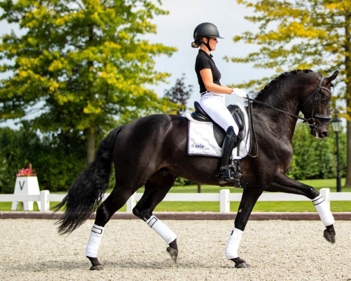 stallion Furst Dior (Oldenburg, 2016, from Fürstenball)