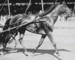 broodmare Tassel Hanover (US) (American Trotter, 1947, from Dean Hanover US-71679 (ex Mr Watt))
