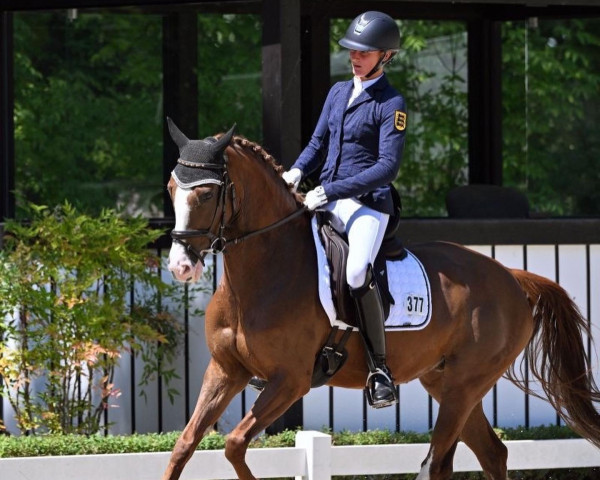 jumper Kastanienhof Rubina Kh (German Riding Pony, 2017, from Kastanienhof Kentaur WE)