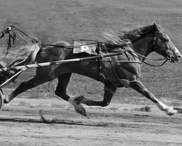 stallion Hilu Jo 65 (Finnish workhorse, 1961, from Vihi 6035) stallion Hilu Jo 65 (Finnish workhorse, 1961, from Vihi 6035)