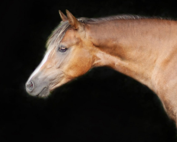 Pferd Miranda G (Deutsches Reitpony, 2019, von Churchill E WE)