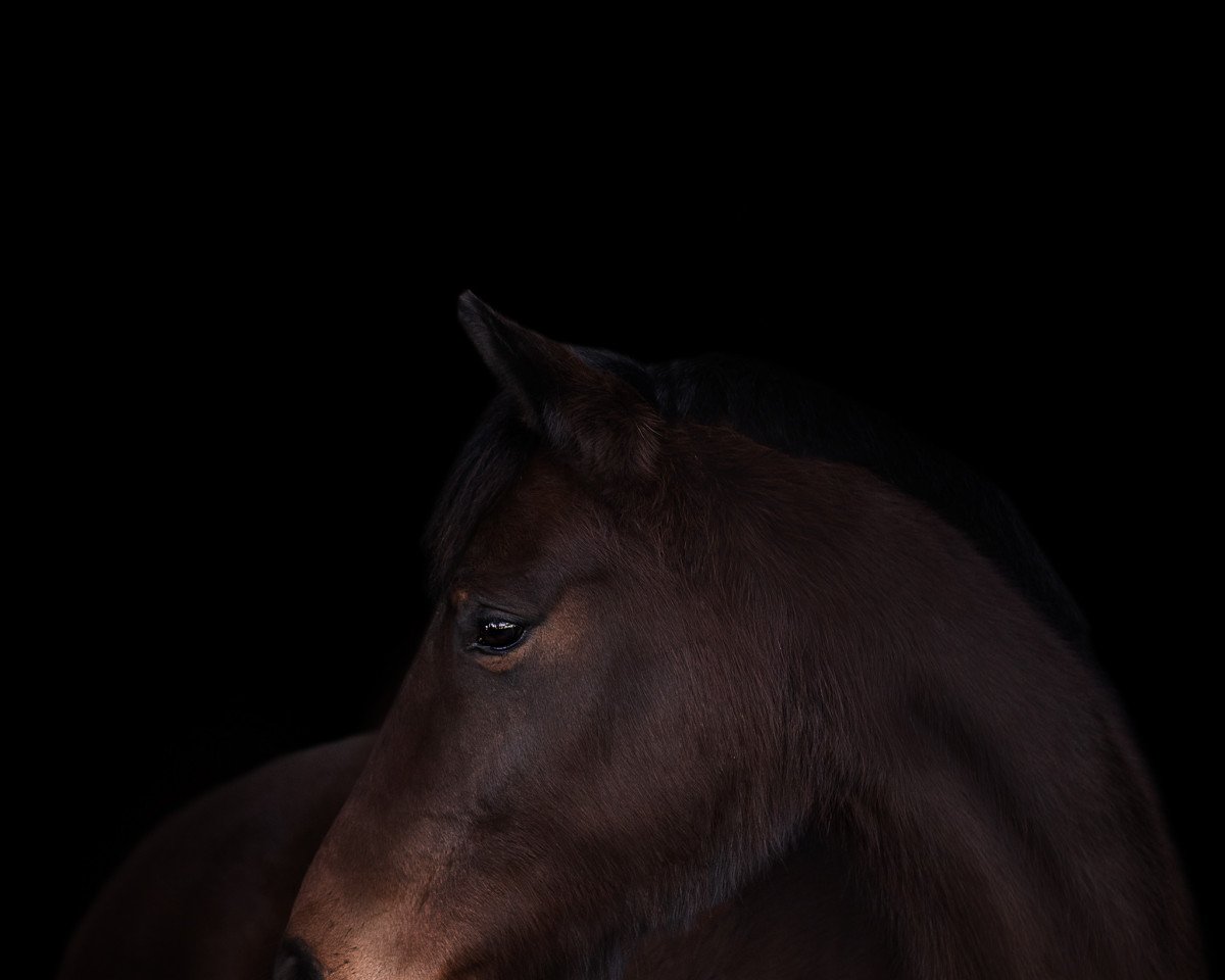 horse Checkpoint (Oldenburg show jumper, 2011, from Checkland)