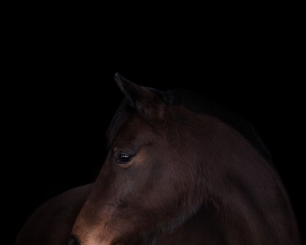 horse Checkpoint (Oldenburg show jumper, 2011, from Checkland)