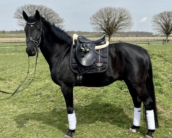 Pferd For my Dreams (Kleines deutsches Reitpferd, 2016, von Future Dream)