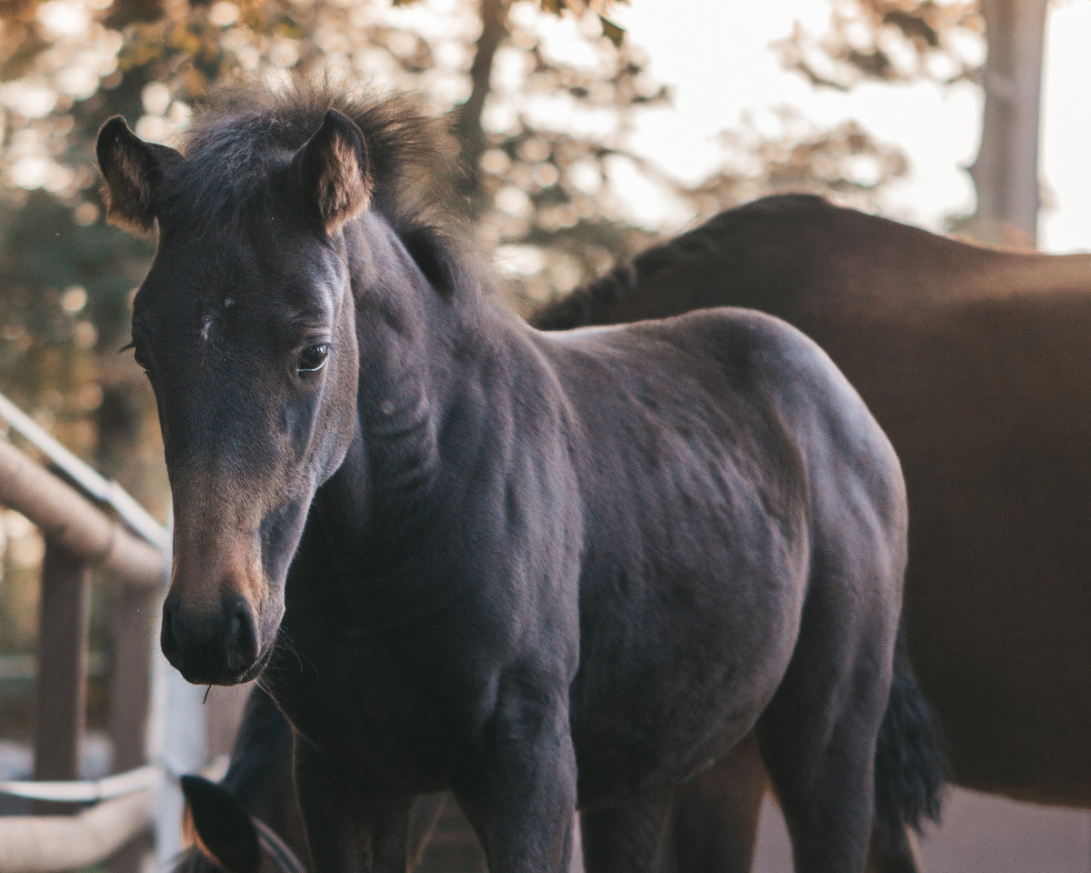 Pferd Calea de Semilly (Oldenburger Springpferd, 2022, von Cornet de Semilly)