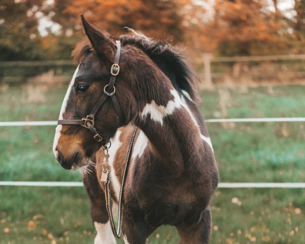 horse Calestro (Oldenburg, 2022, from Celebration AS)