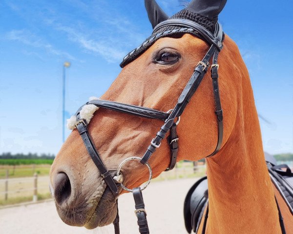 horse Quincy's Girl (Oldenburg, 2001, from Quincy Z)