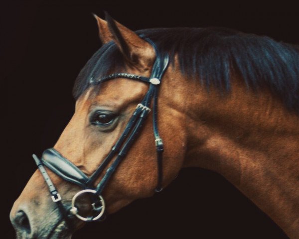 jumper Ted Schmidt (German Riding Pony, 2011, from Top Carlos Cassini)