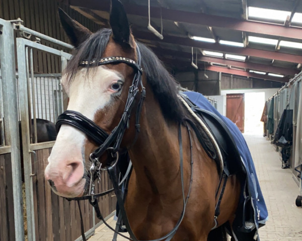 Dressurpferd Schierensees Mentalist (Deutsches Reitpony, 2013, von Schierensees Mando Diao)