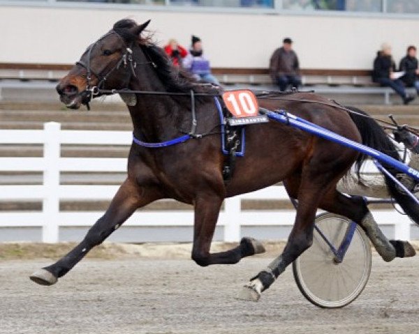 Cavallo Vivid Kemp 07-1002 (Traber Americano, 2007, di Like a Prayer US-V-2784)