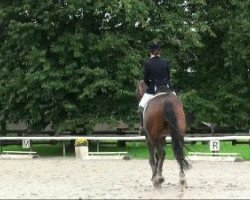 dressage horse Ramba Zamba 14 (Westphalian, 2005, from Bmc Roman Nature)