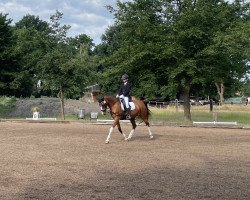 dressage horse Par exellence 7 (Little German Riding Horse, 2011, from The Braes My Mobility)