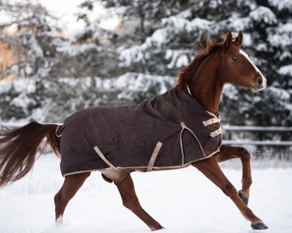 broodmare Fiora del Sol (Hanoverian, 2017, from Franz Ferdinand)