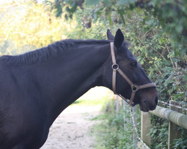 dressage horse Dolores 127 (Westphalian, 1995, from Denberg)