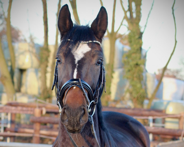 dressage horse Diva Diamond (Westphalian, 2019, from Harmony's de Beau)