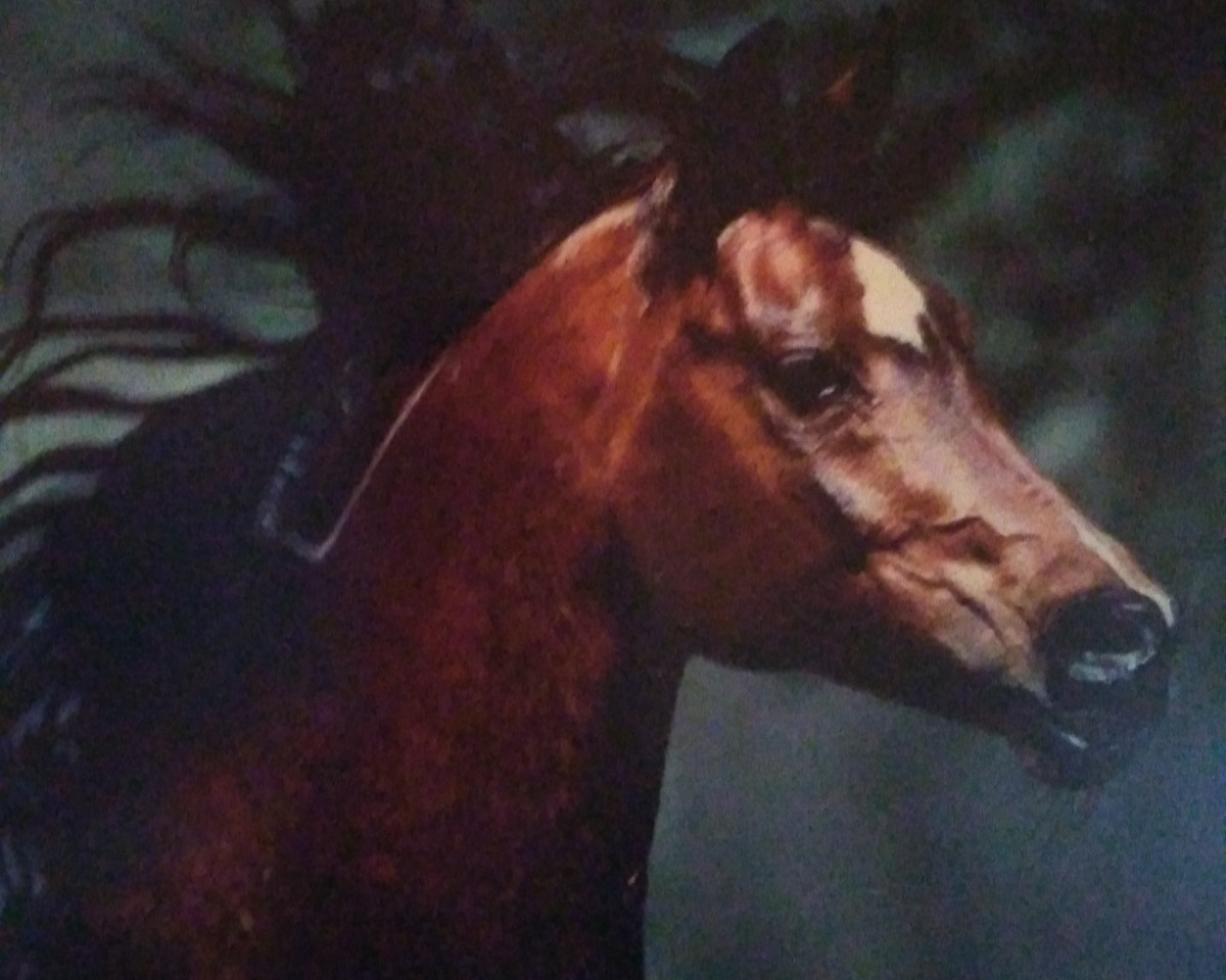 stallion Haram Ibn Halima ox (Arabian purebred, 1980, from El Hilal 1970 EAO ox)
