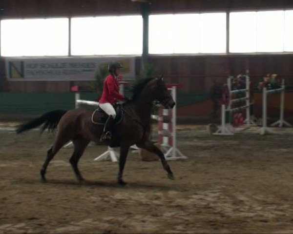 jumper Bandit 373 (Saxony-Anhaltiner, 2002, from Brandenburger)