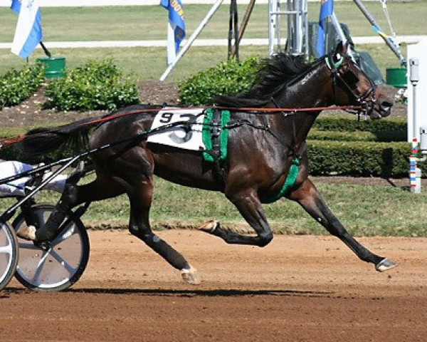 stallion Holiday Credit 2CE-16 (US) (American Trotter, 2005, from Credit Winner SC-783 (US))