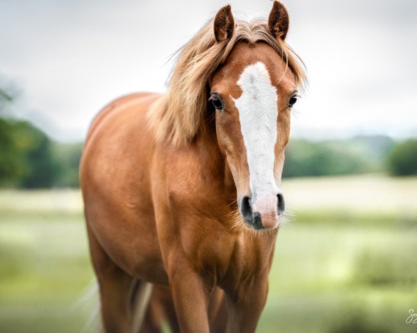 Pferd Hero's Bambi vom Hasselbusch (Deutsches Reitpony, 2021, von Hero)