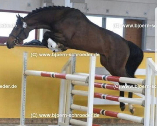 Pferd Dancer Balou (Oldenburger Springpferd, 2015, von De Quidam)
