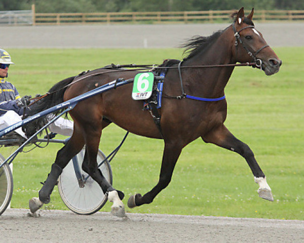 stallion Young Angus Kemp (American Trotter, 2009, from Conway Hall PL-382 (US))