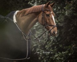 Springpferd Redinagh Its the Law (Irish Sport Horse, 2008, von Ballinvella Lad)