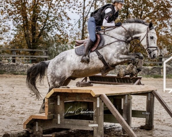 Springpferd Stormwarning (Irish Sport Horse, 2013, von Lochbuie xx)