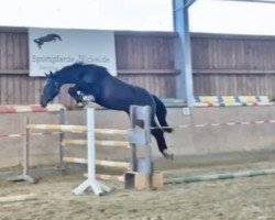 broodmare Olivia N (Oldenburg show jumper, 2019, from Origi D'o)