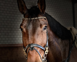 jumper Dasmon VA (anglo european sporthorse, 2017, from Desmond VA)