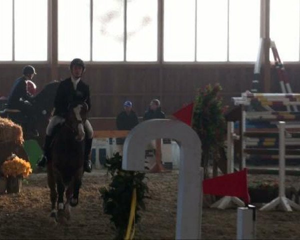 jumper Caramba 43 (Zangersheide riding horse, 2002, from Caretano Z)
