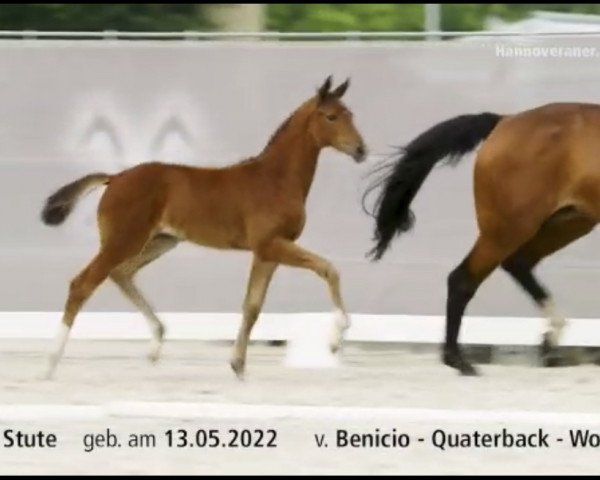 broodmare Bella Brown (Hanoverian, 2022, from Callaho's Benicio)