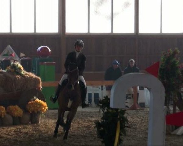 jumper Testion (Holsteiner, 2003, from Cardino)