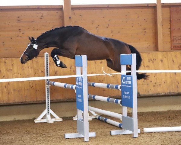 Zuchtstute Athene (Deutsches Sportpferd, 2019, von Acordelli)