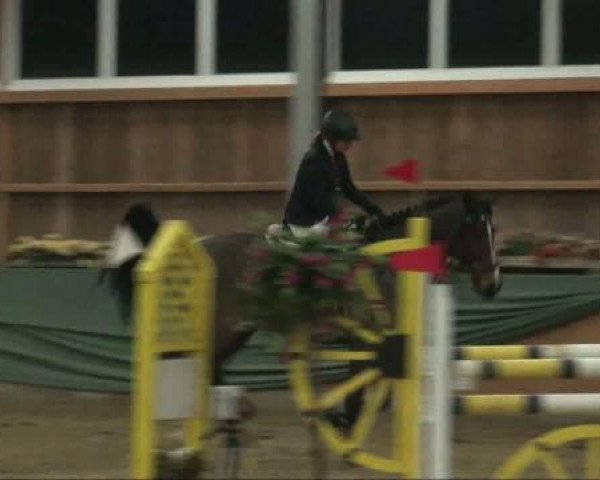Springpferd Danzig 8 (KWPN (Niederländisches Warmblut), 2001, von Darco)