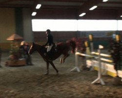 jumper Ghostrider 5 (KWPN (Royal Dutch Sporthorse), 1996, from Guco van Uunckhoeve)