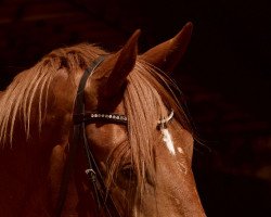 horse Schulmeier (Oldenburg, 2019, from Scolari)