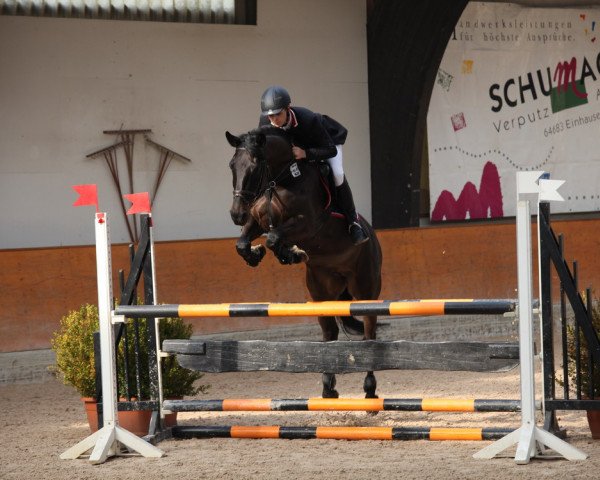 broodmare Sapphire Blue 2 (Westphalian, 2005, from Sacre Coeur)