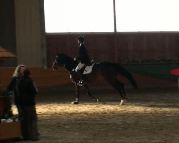 broodmare Aura la Vie P (Westphalian, 2001, from Arpeggio)