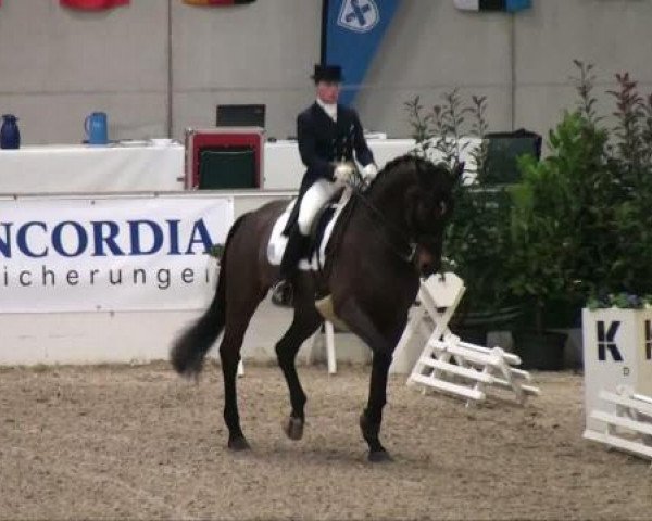 dressage horse Lamarc WRT (Oldenburg, 1996, from Leggiero) dressage horse Lamarc WRT (Oldenburg, 1996, from Leggiero)