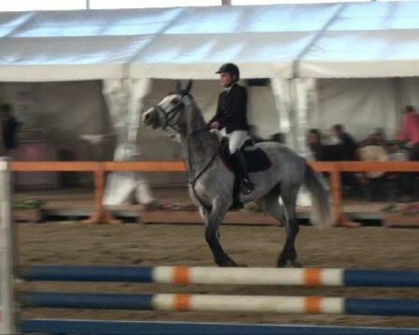 jumper Bottorfer (KWPN (Royal Dutch Sporthorse), 2004, from Berlin)